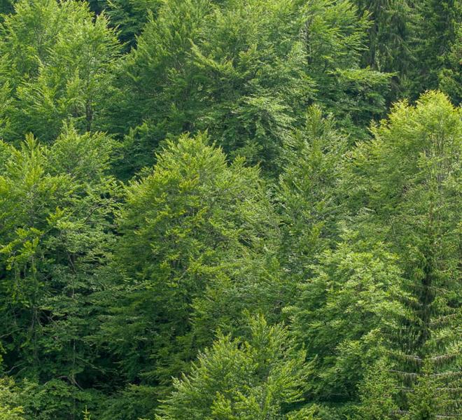 Frakto Virgin Forest 1