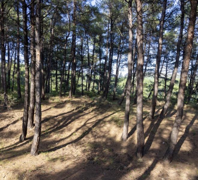 Nestos River: Canoeing, rafting, sup, ZipLine, archery, climbing, horseback riding 3