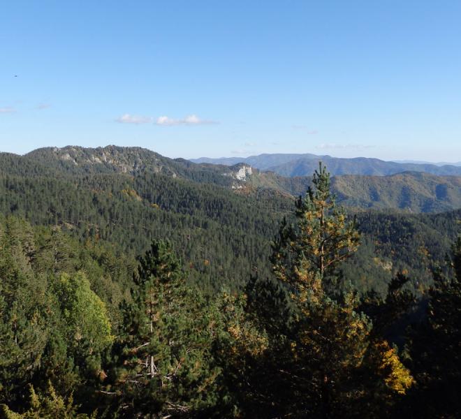 Frakto Virgin Forest 3