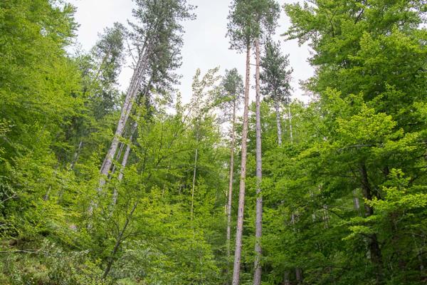 Frakto Virgin Forest