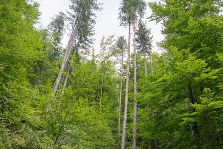 Frakto Virgin Forest