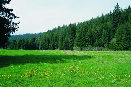 Spruce and Birch Forests (Unique in Greece)