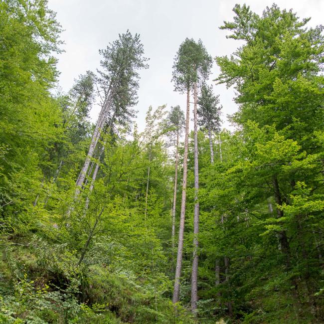 Frakto Virgin Forest